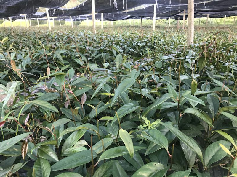 粉红黑老虎苗 