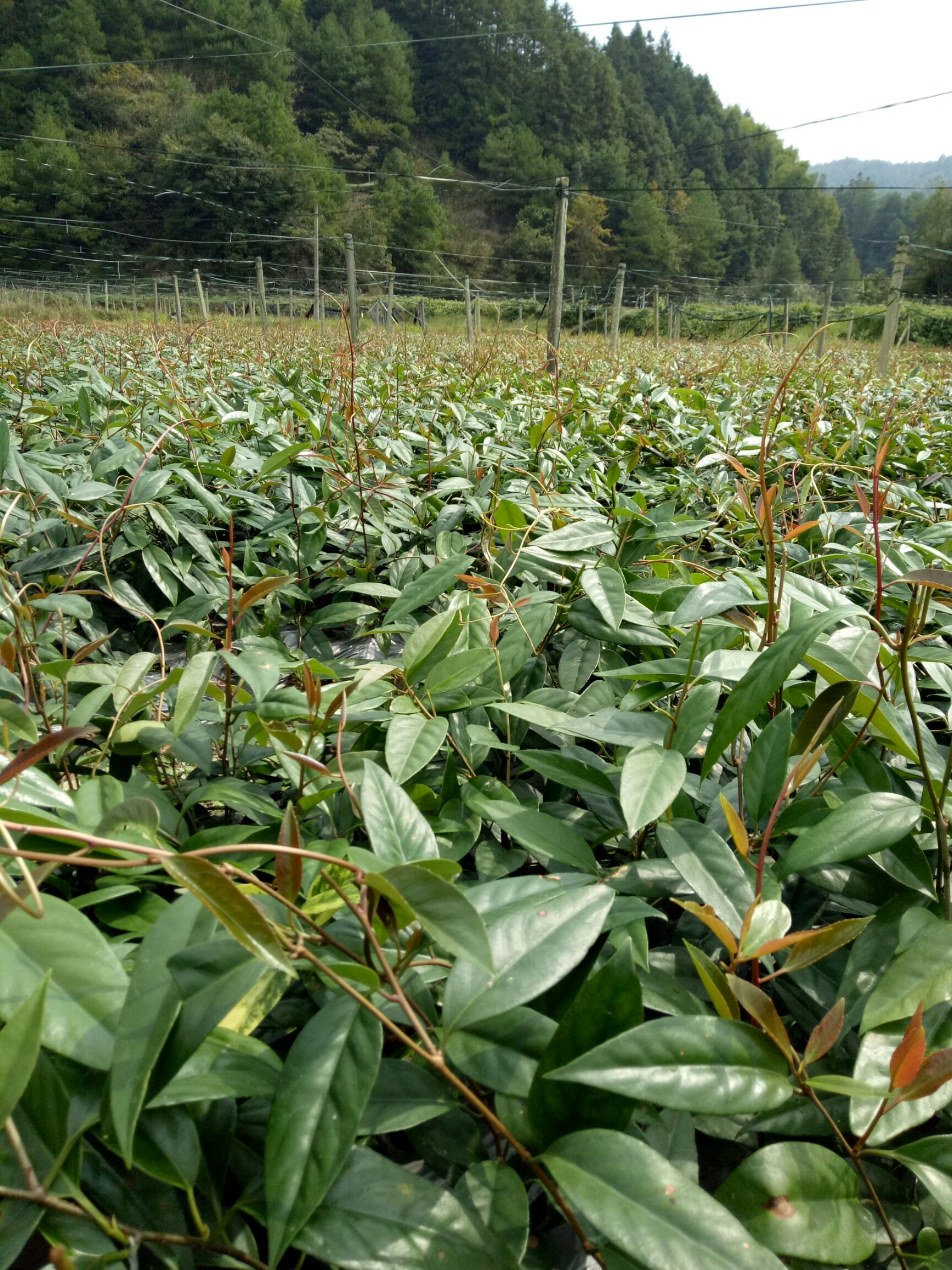 粉红黑老虎苗 