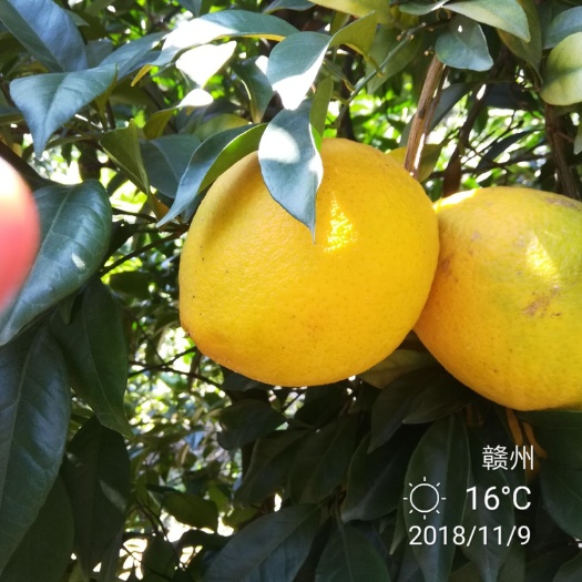 赣南脐橙 75 - 80mm 4-8两