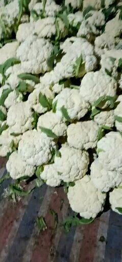 新野县白花菜花 适中 河南省南阳市新野县 2~3斤