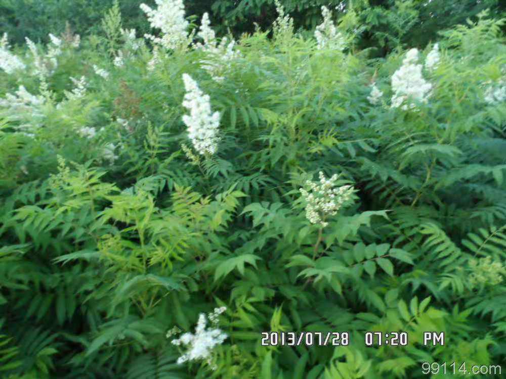 珍珠绣线菊