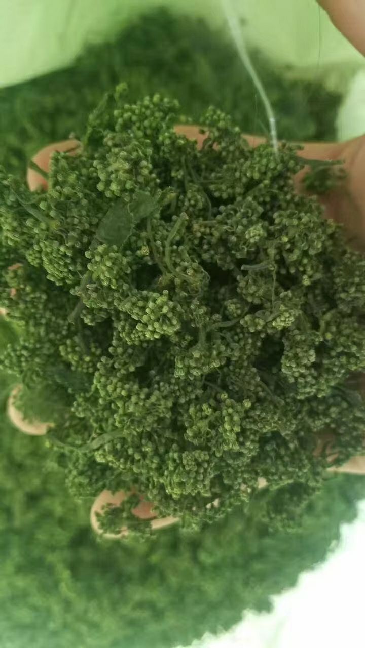 抚松县西洋参花 
