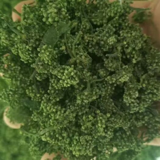 抚松县西洋参花 