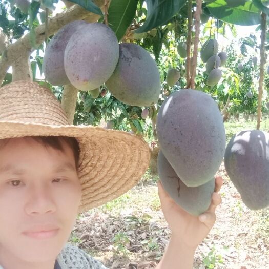 灵山县红芒6号芒果苗