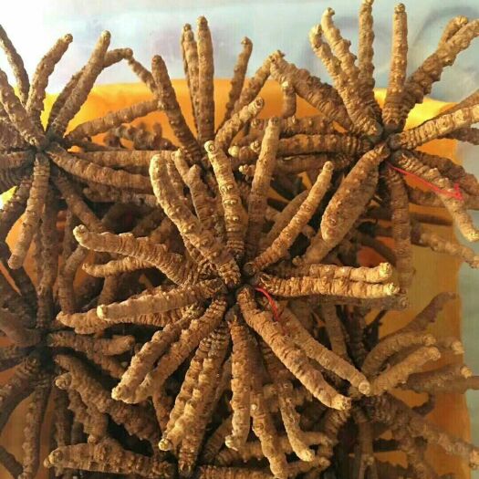 西宁冬虫夏草