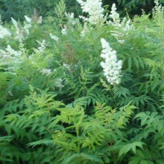 珍珠绣线菊