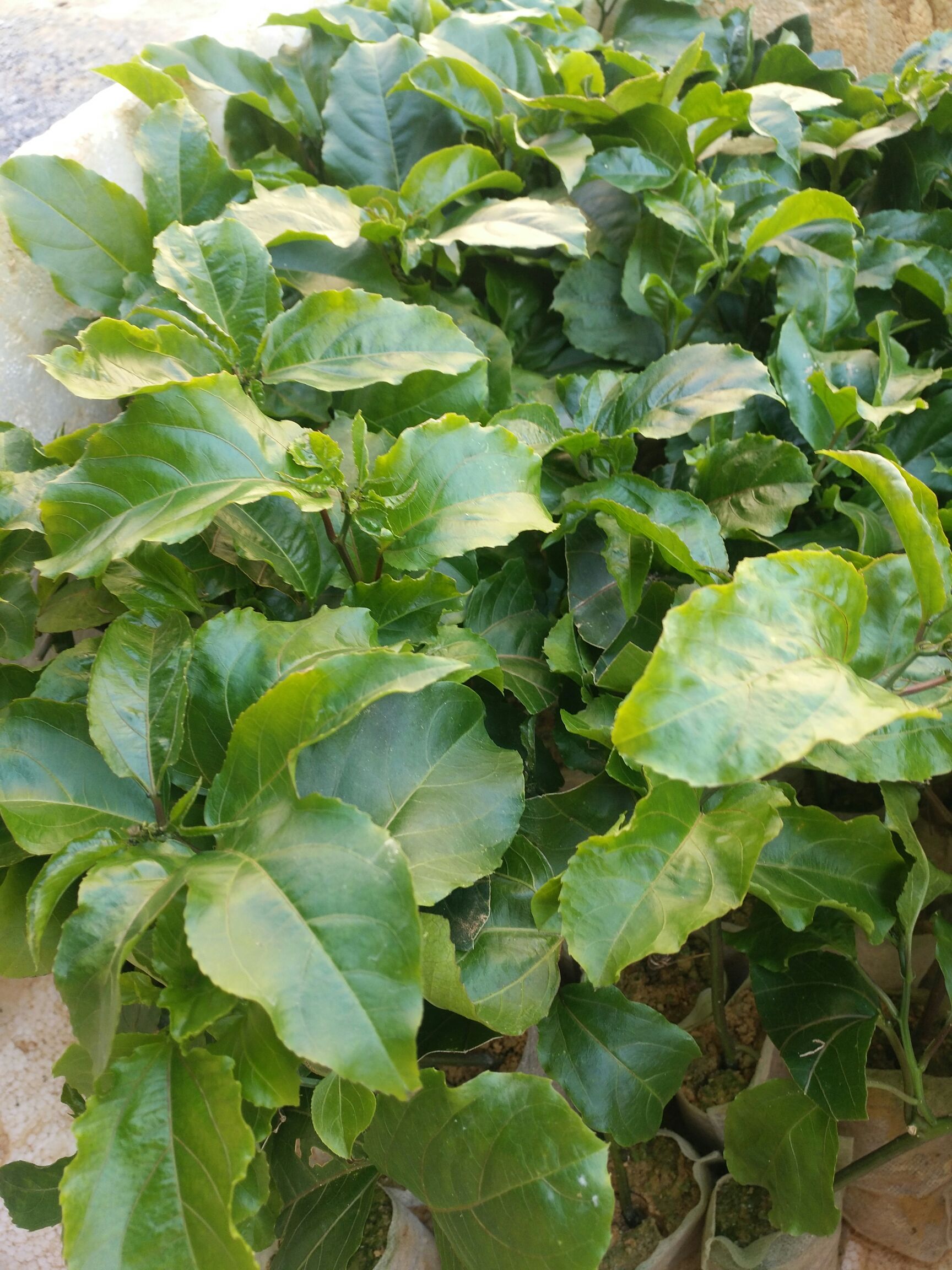 满天星百香果苗   适合地栽盘栽