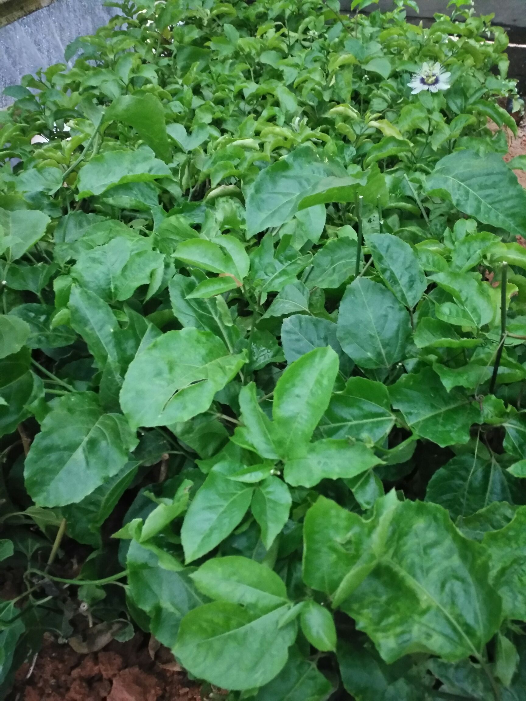 满天星百香果苗   适合地栽盘栽