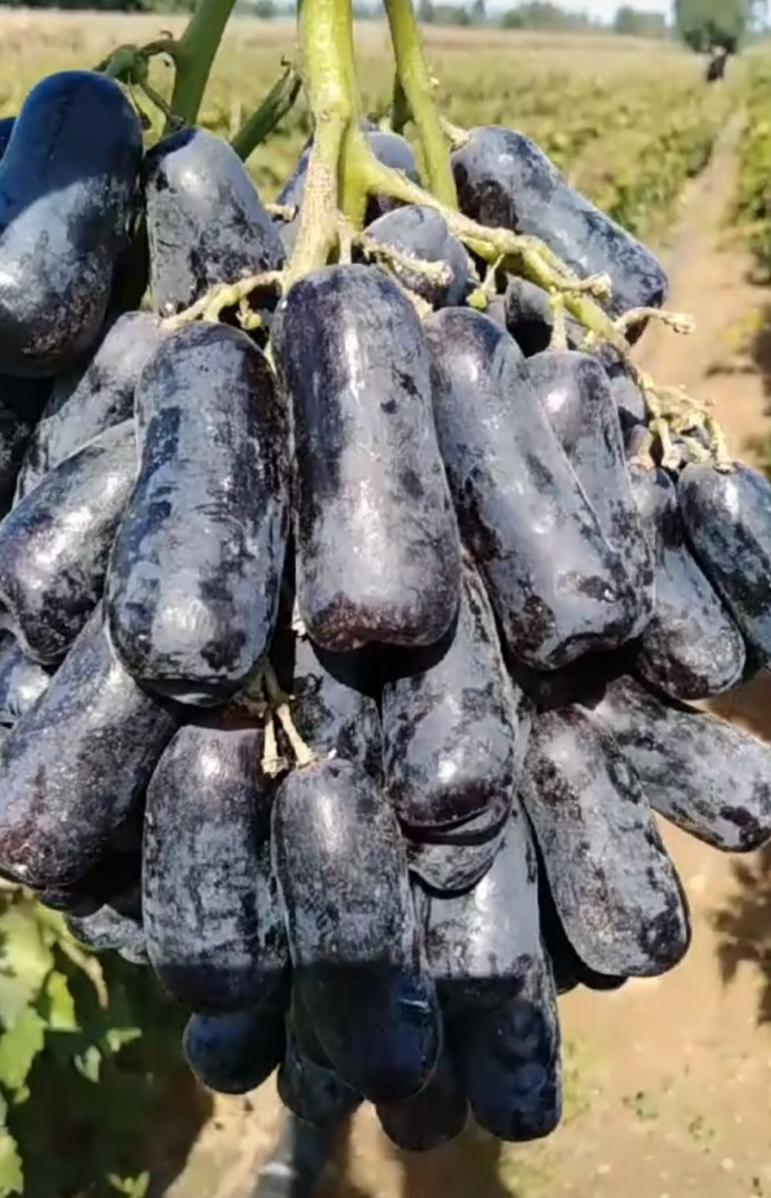  甜蜜蓝宝石夏黑户太八号阳光玫瑰巨玫瑰葡萄苗