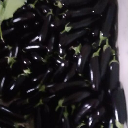 邳州市765长茄 30~40cm 长茄 