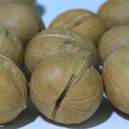 西宁纸皮核桃 