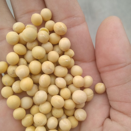 林口县东北黑龙江大豆 生大豆 1等品