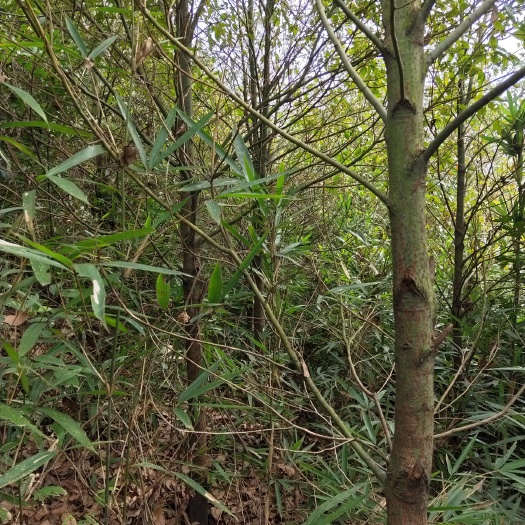 郴州骨架香樟 一年四季大量供应大量供应