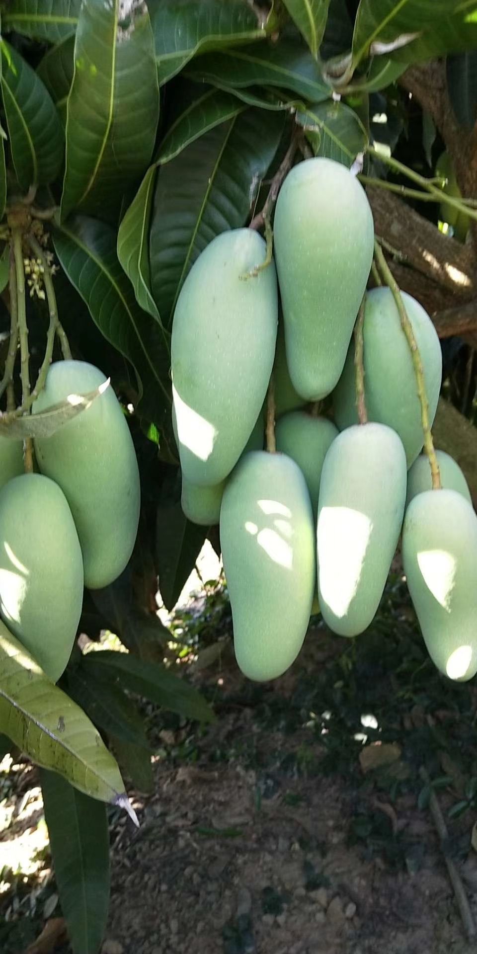 象牙芒  生芒果 2两以上