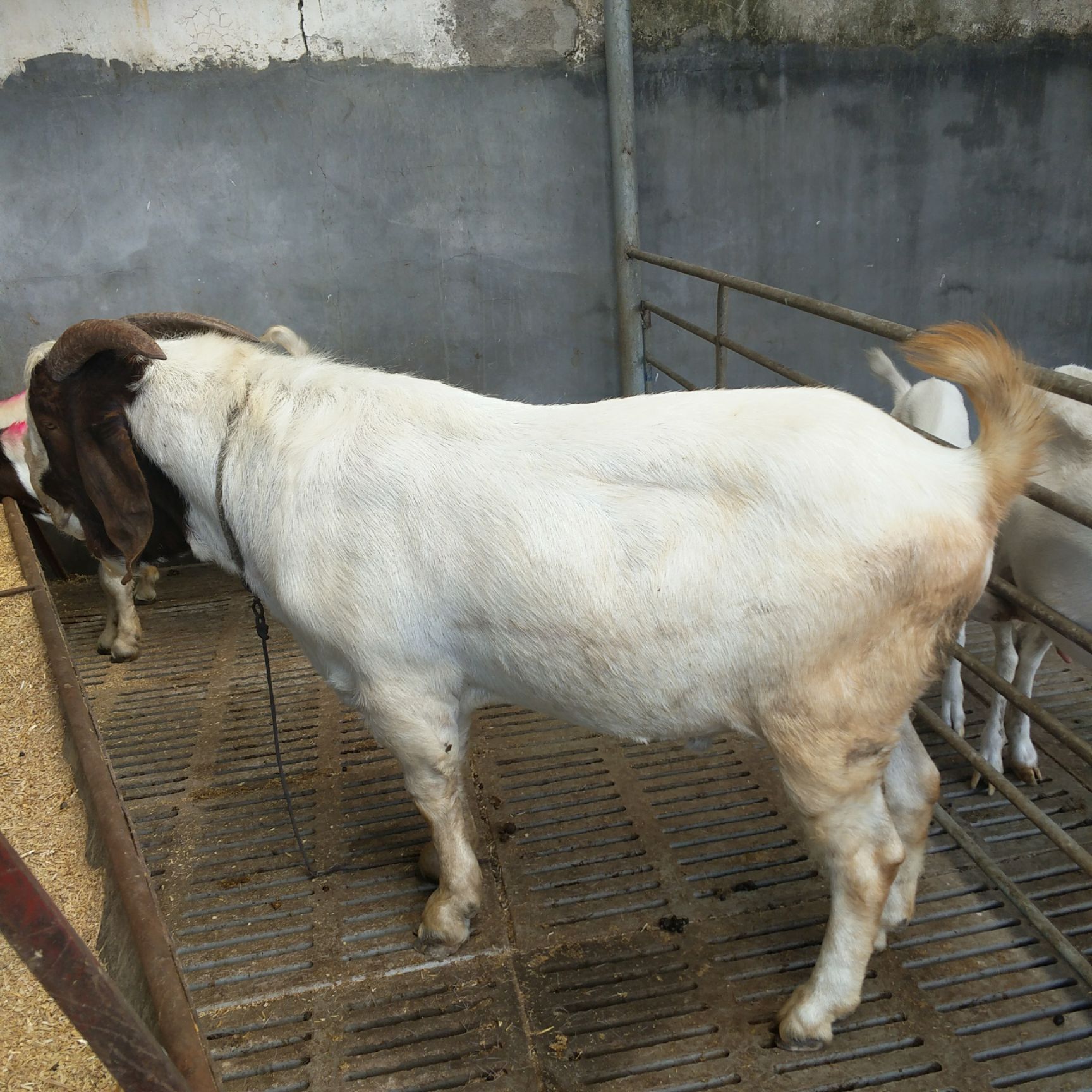 奶山羊 140-170斤