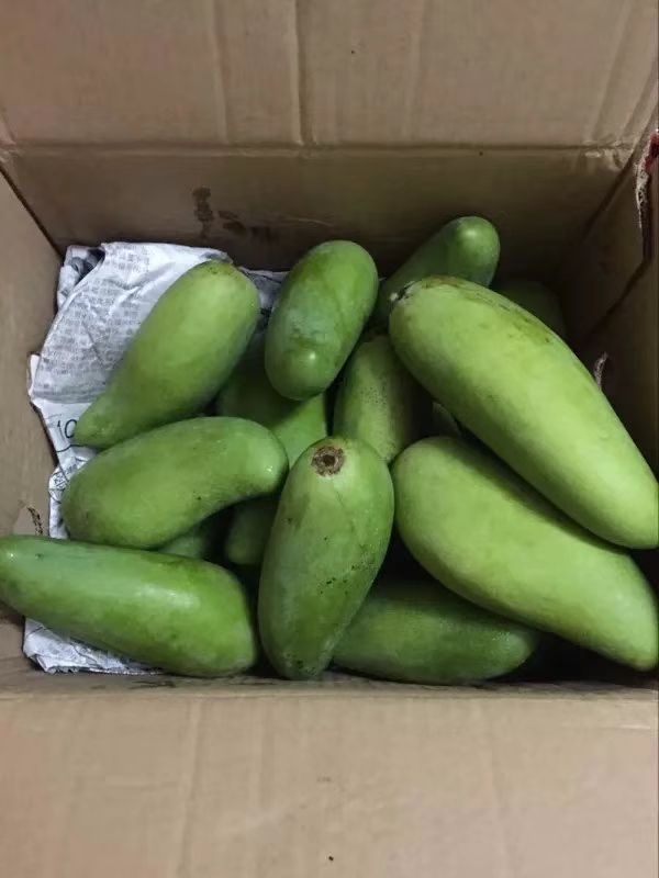 象牙芒  生芒果 2两以上