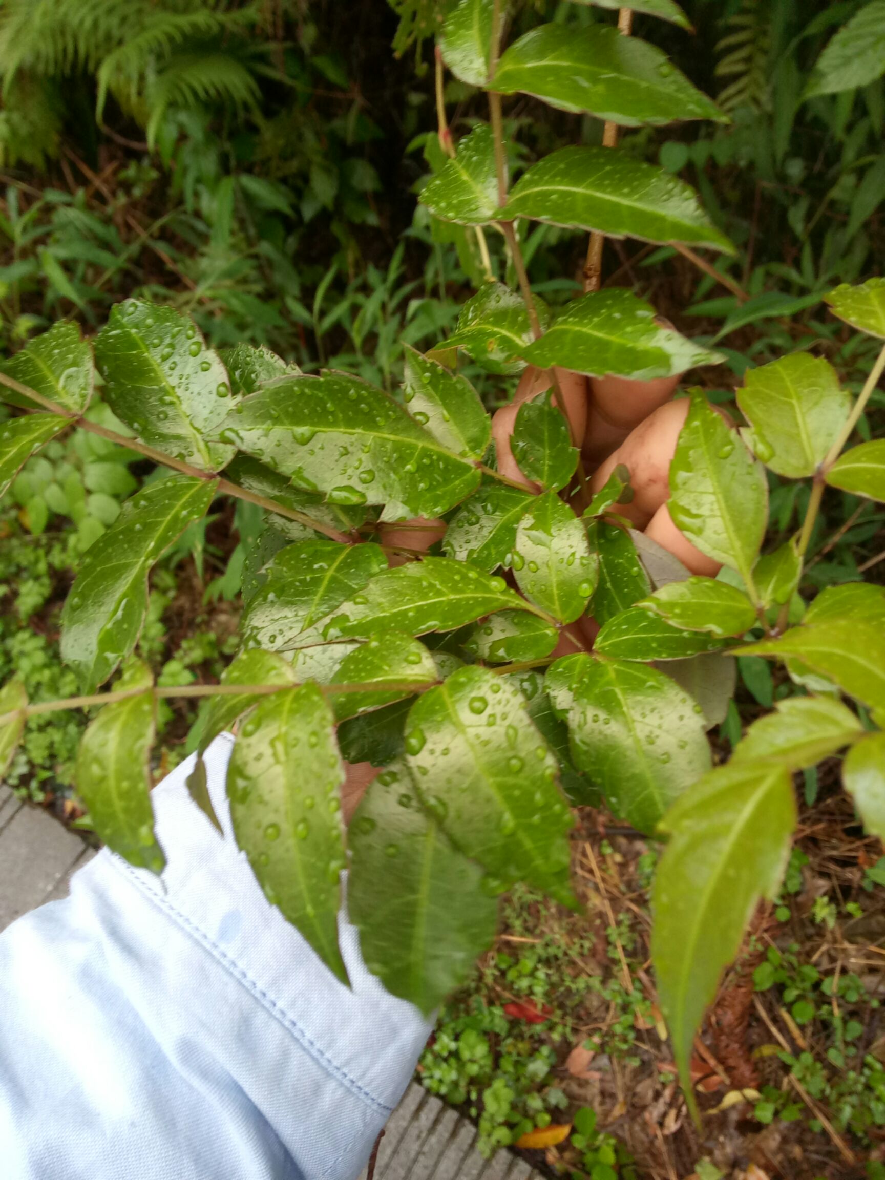 莓茶 湖南省郴州市永兴县 本品不能代替药物 2021-04-12 - 2021-08-12