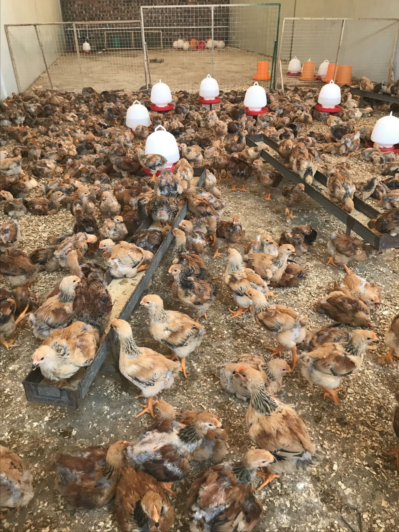 阉鸡苗  脱温童鸡