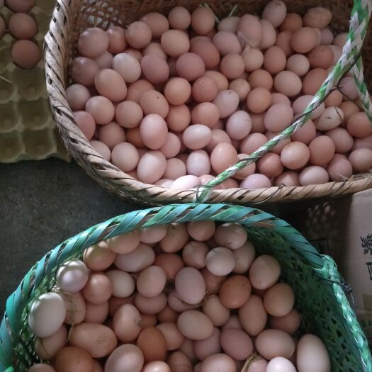 青阳县土鸡蛋 食用 箱装 