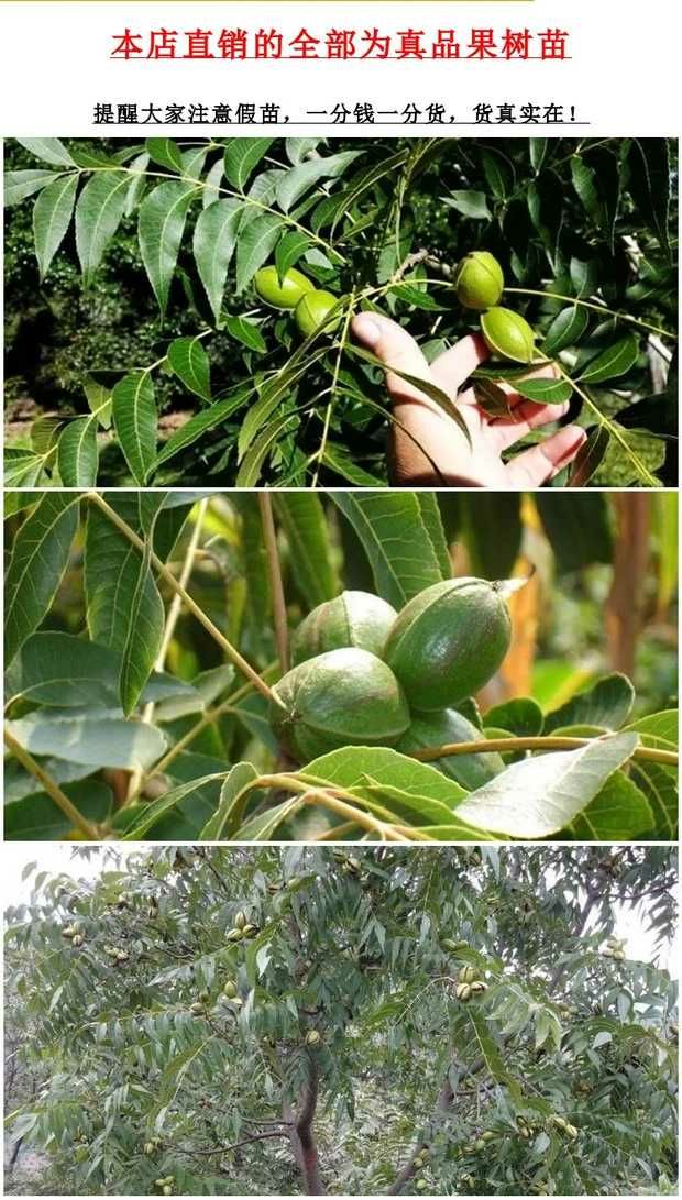 碧根果苗