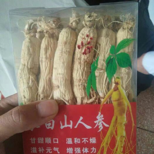 安国市山参