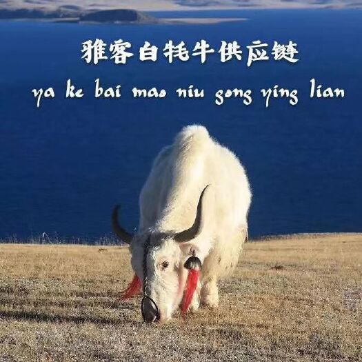 天祝县 天下正宗白牦牛肉销售有限公司