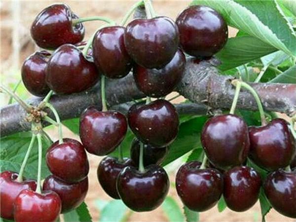 吉塞拉矮化樱桃苗