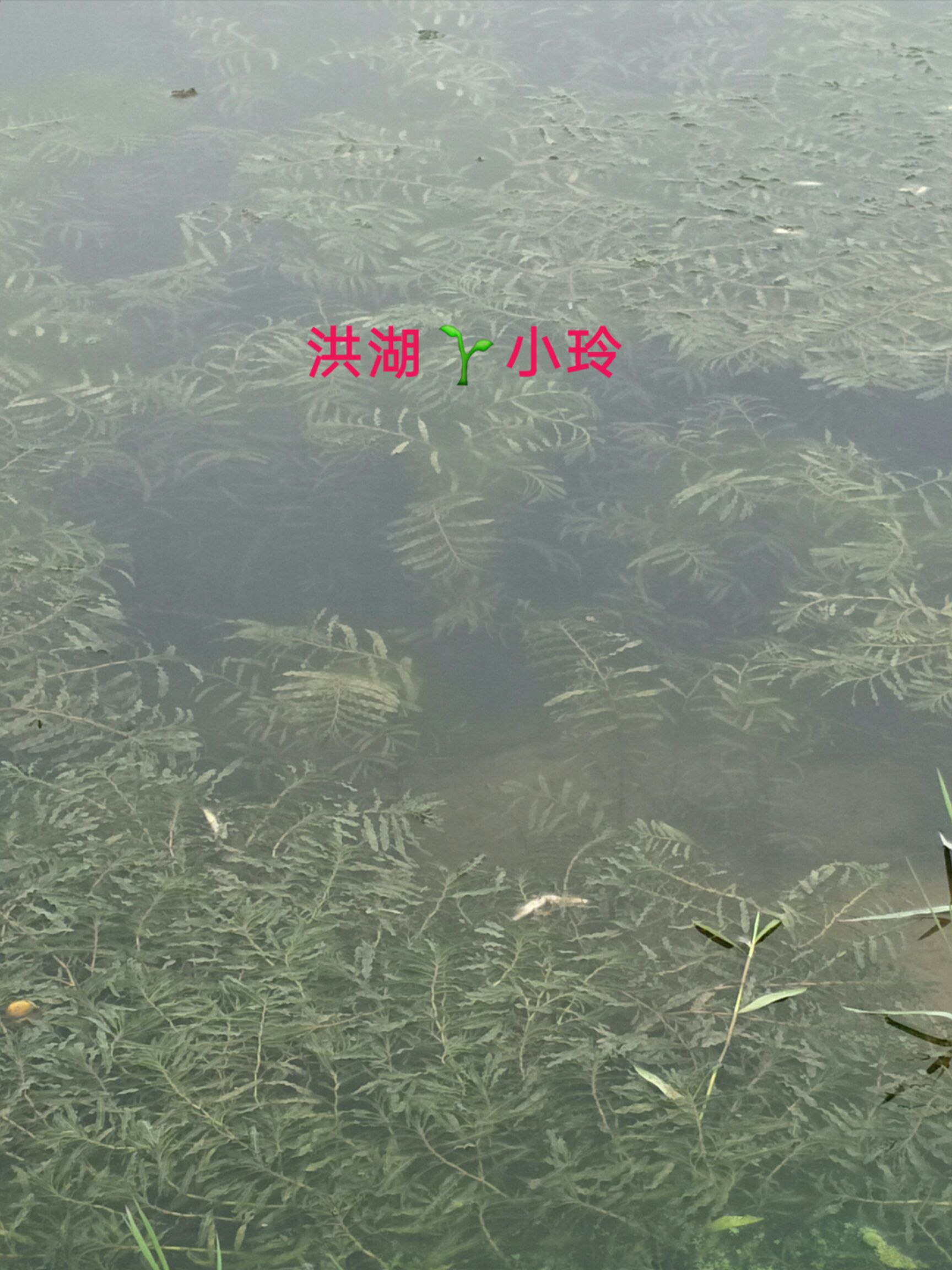 菹草  麦黄草种子 养殖鱼虾蟹专用水草 量大从优 包邮