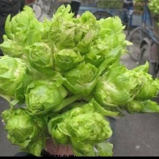 邛崃市 儿菜色泽好，儿多，无空心抽苔，品质上乘，欢迎各位老板砸单。