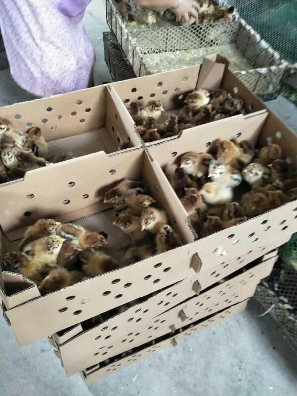 青脚麻鸡苗 出壳苗35克-45克  热卖促销