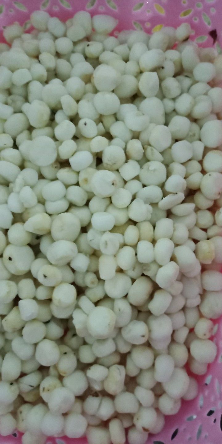 珍珠马蹄 小号 