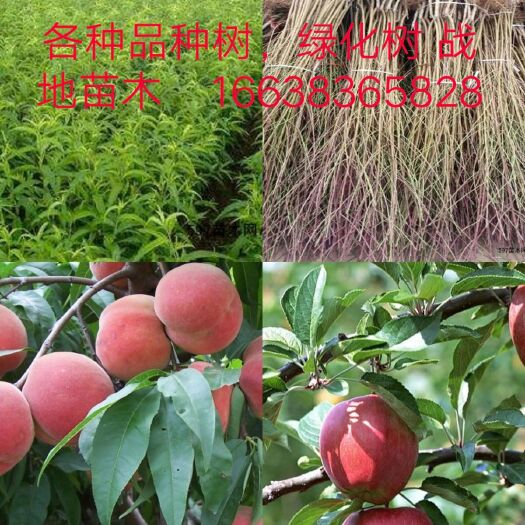 新乡县突围桃苗 1.5~2.0米 