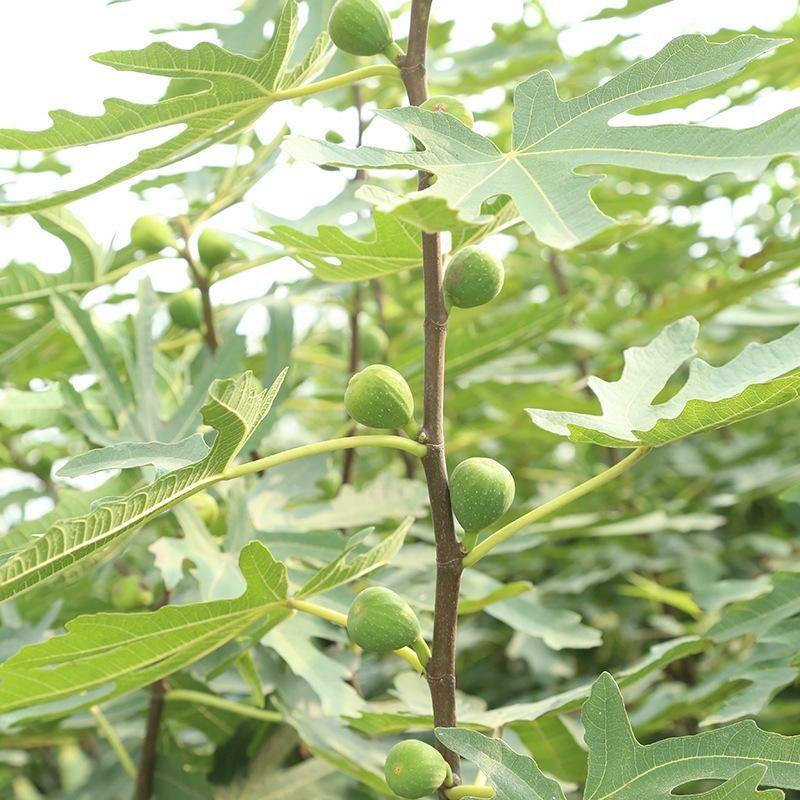 波姬红无花果苗 