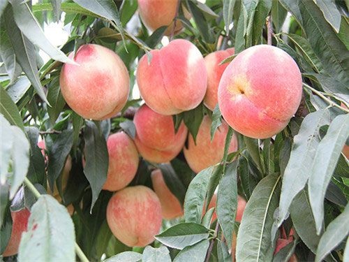 新乡县永莲蜜桃苗 1~1.5米