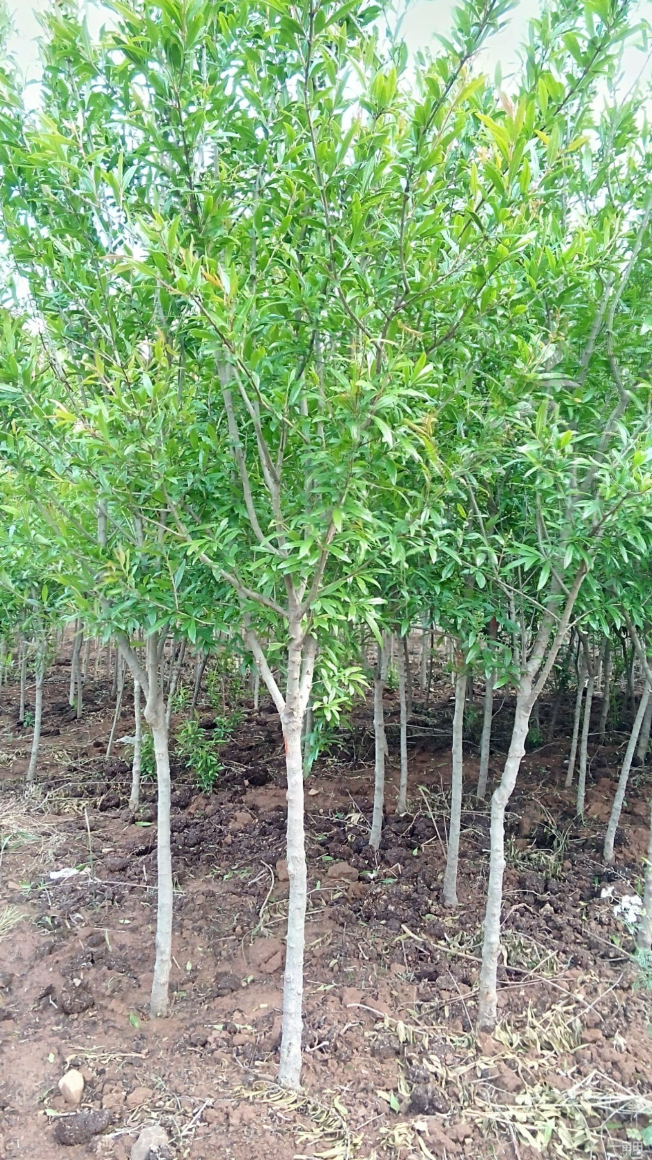 蒙阳红石榴苗