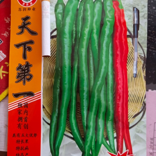 兴义市线椒种子 ≥80% ≥95% 杂交种