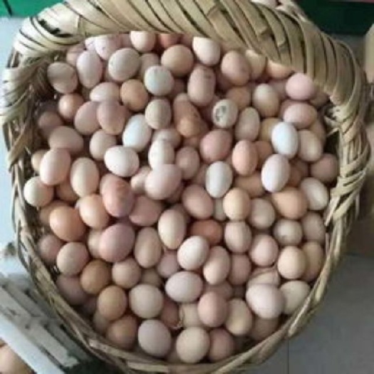 邯郸柴鸡蛋 食用 简包装 
