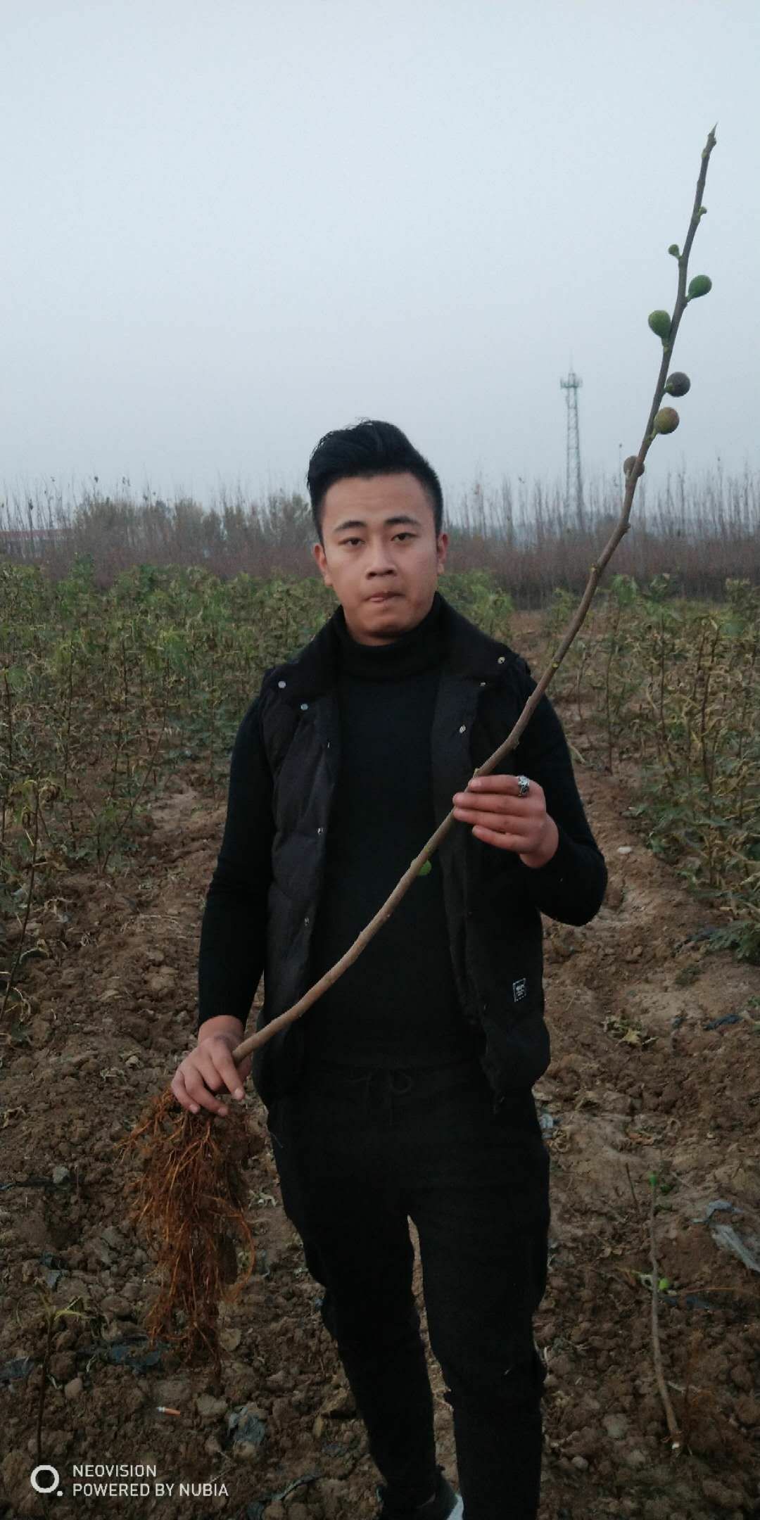 波姬红无花果苗 