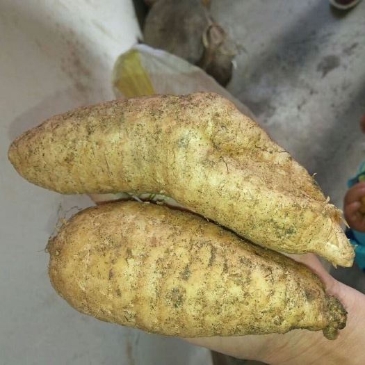 略阳县天麻 