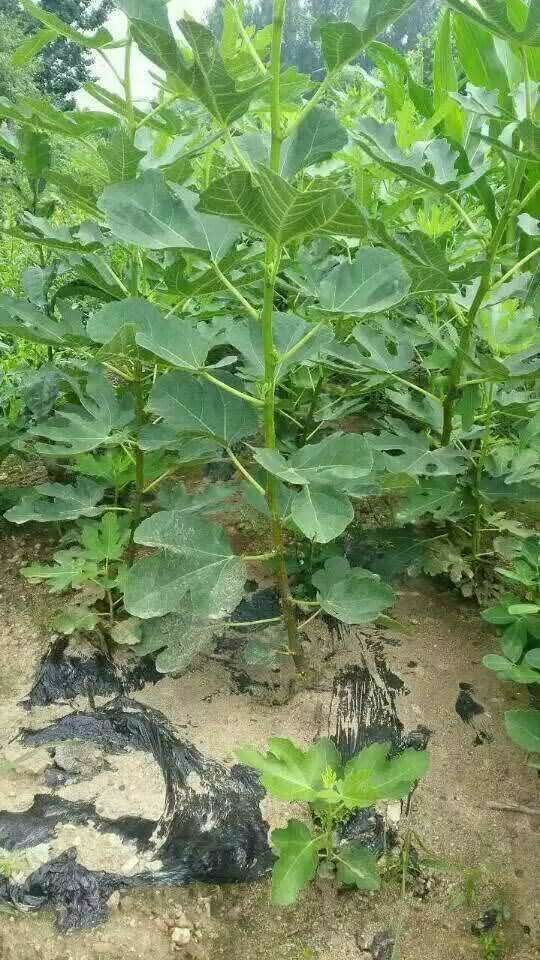 波姬红无花果苗 
