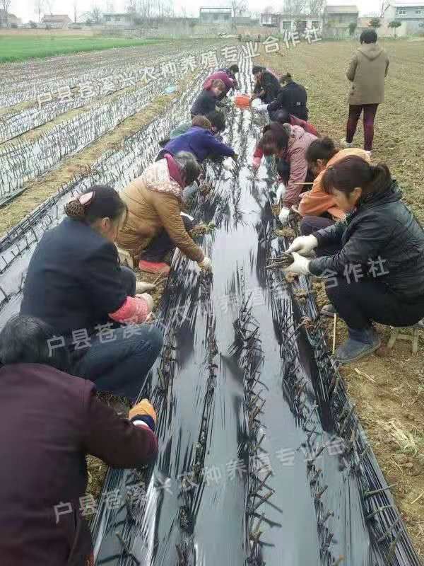 阳光玫瑰葡萄苗 