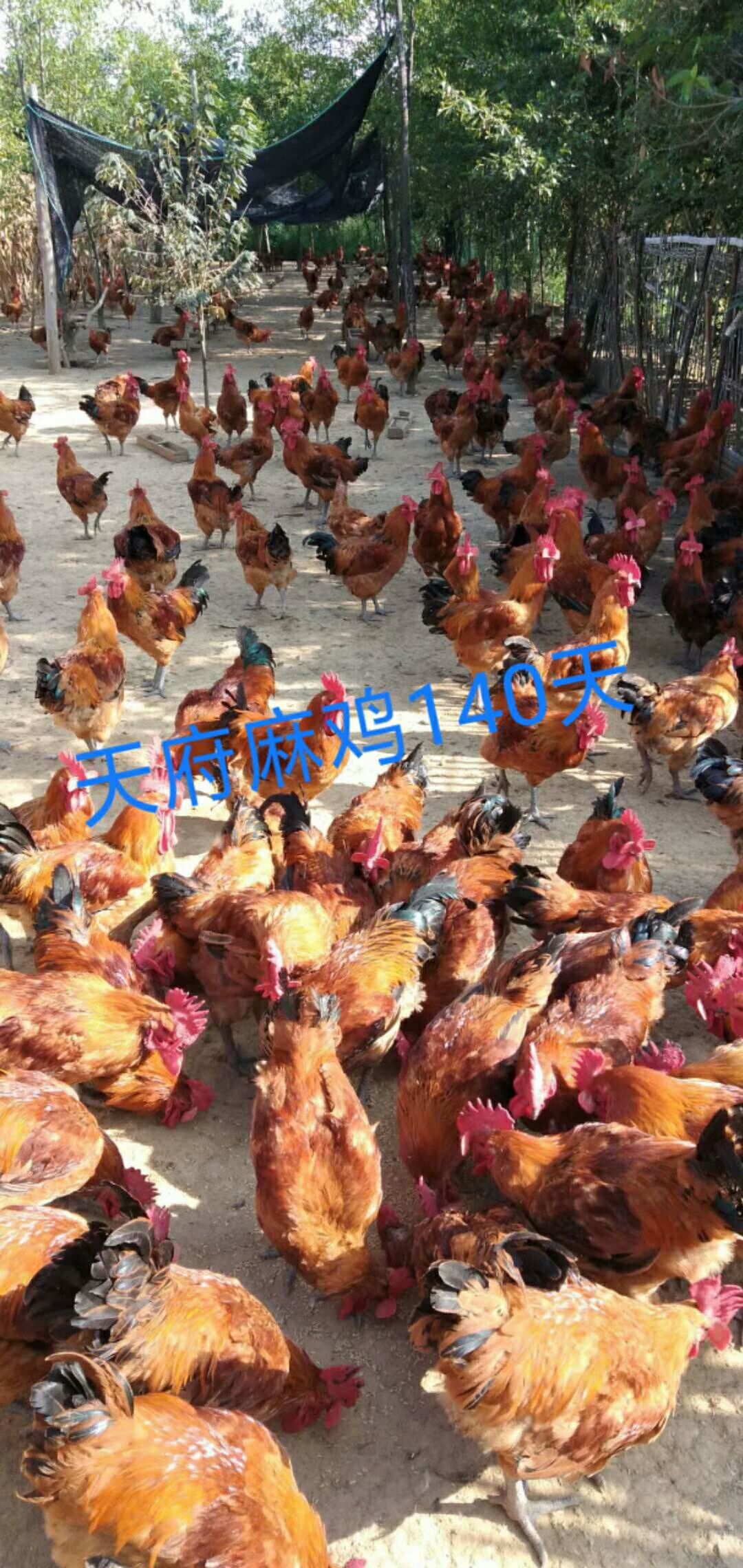 青脚麻鸡苗 出壳苗35克-45克  热卖促销