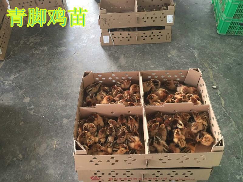 青脚麻鸡苗 出壳苗35克-45克  热卖促销