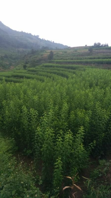 梓潼县无刺花椒苗 