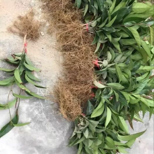 通道县粉红黑老虎苗 