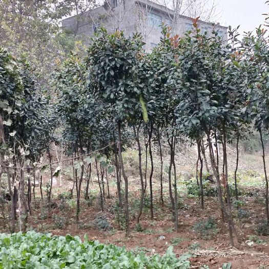 十堰桂花树苗 