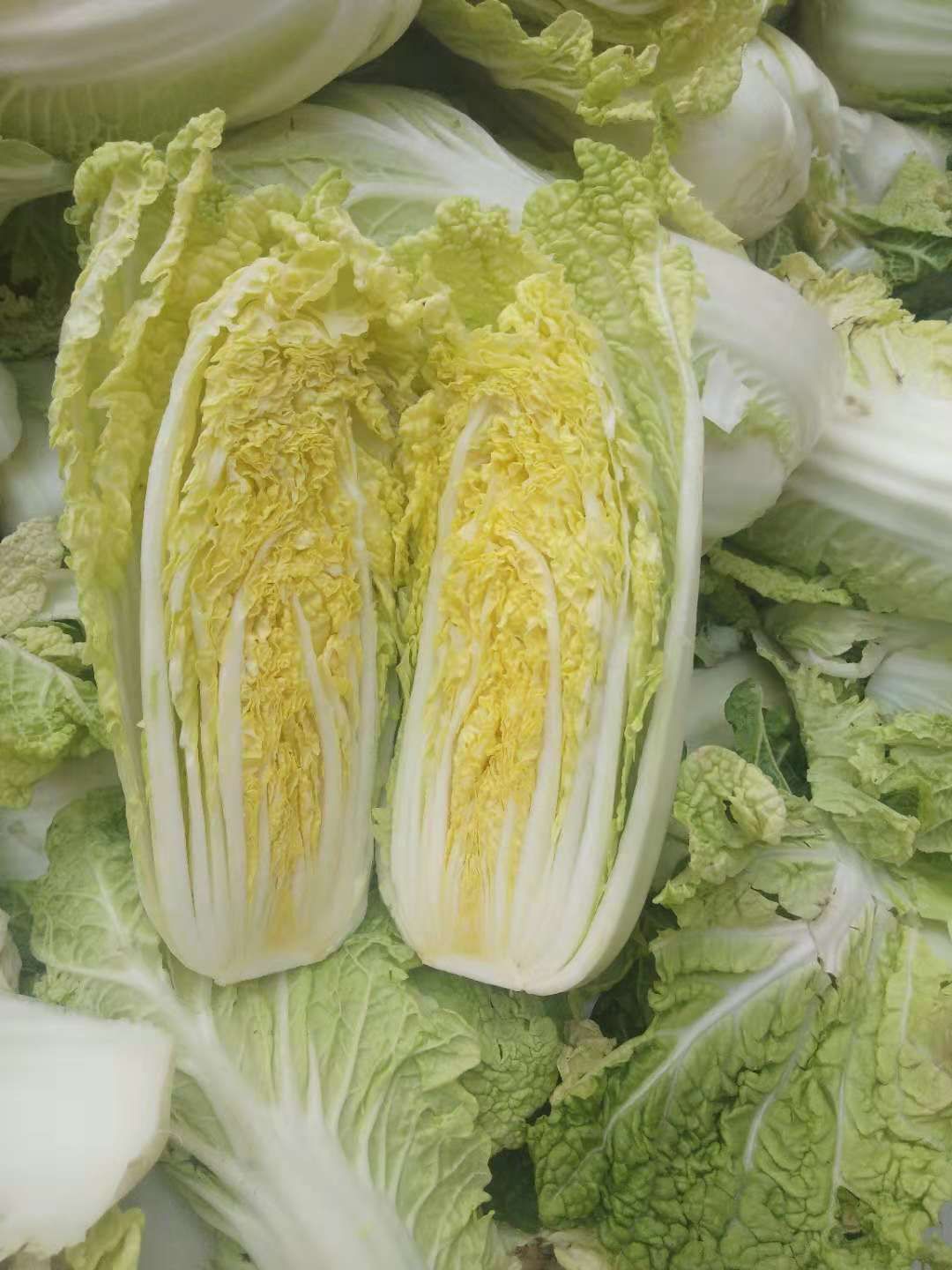 黄心娃娃菜 娃娃菜