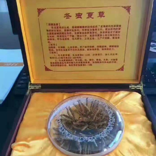 安国市冬虫夏草 