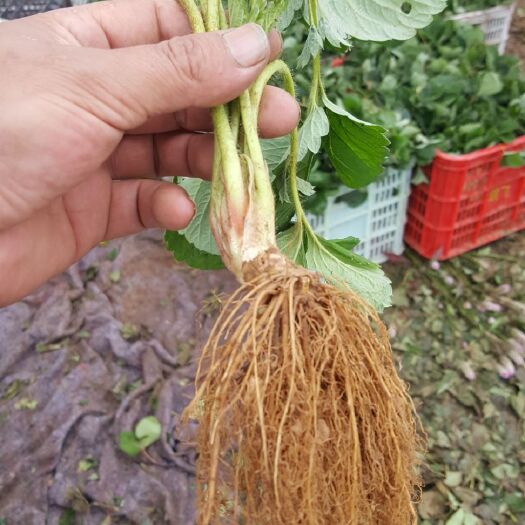 临沂脱毒草莓苗 穴盘苗 10~20公分