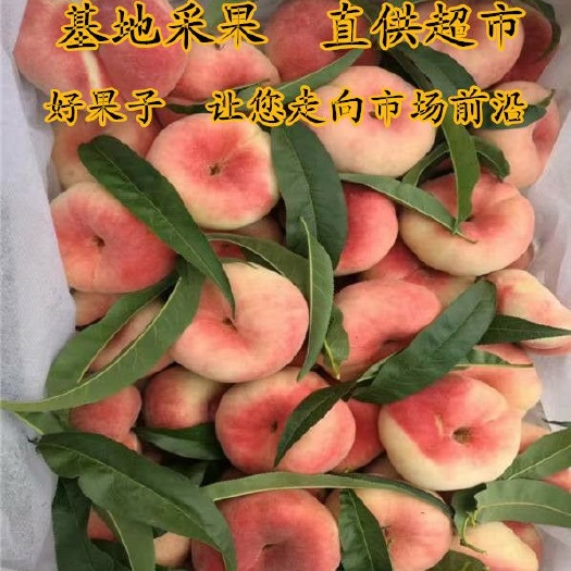 平邑县中蟠11号桃树苗 1~1.5米 